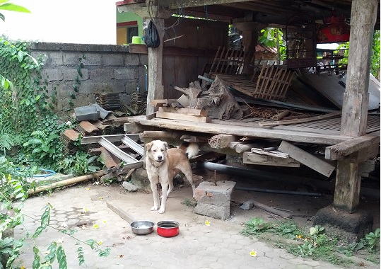 Barking mad, biting back